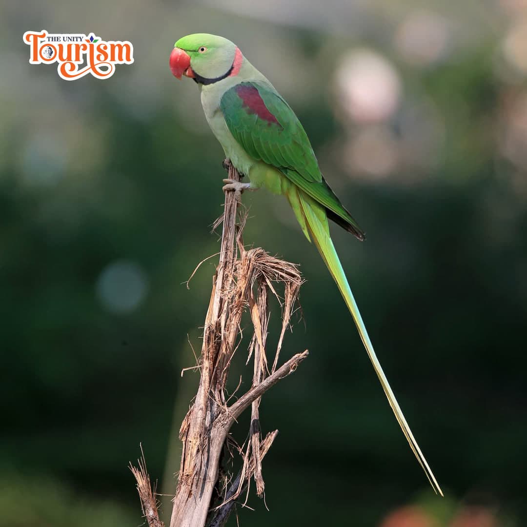 Green Indian Ringneck Parakeet sitting on a dry branch at Jungle Safari, Statue of Unity