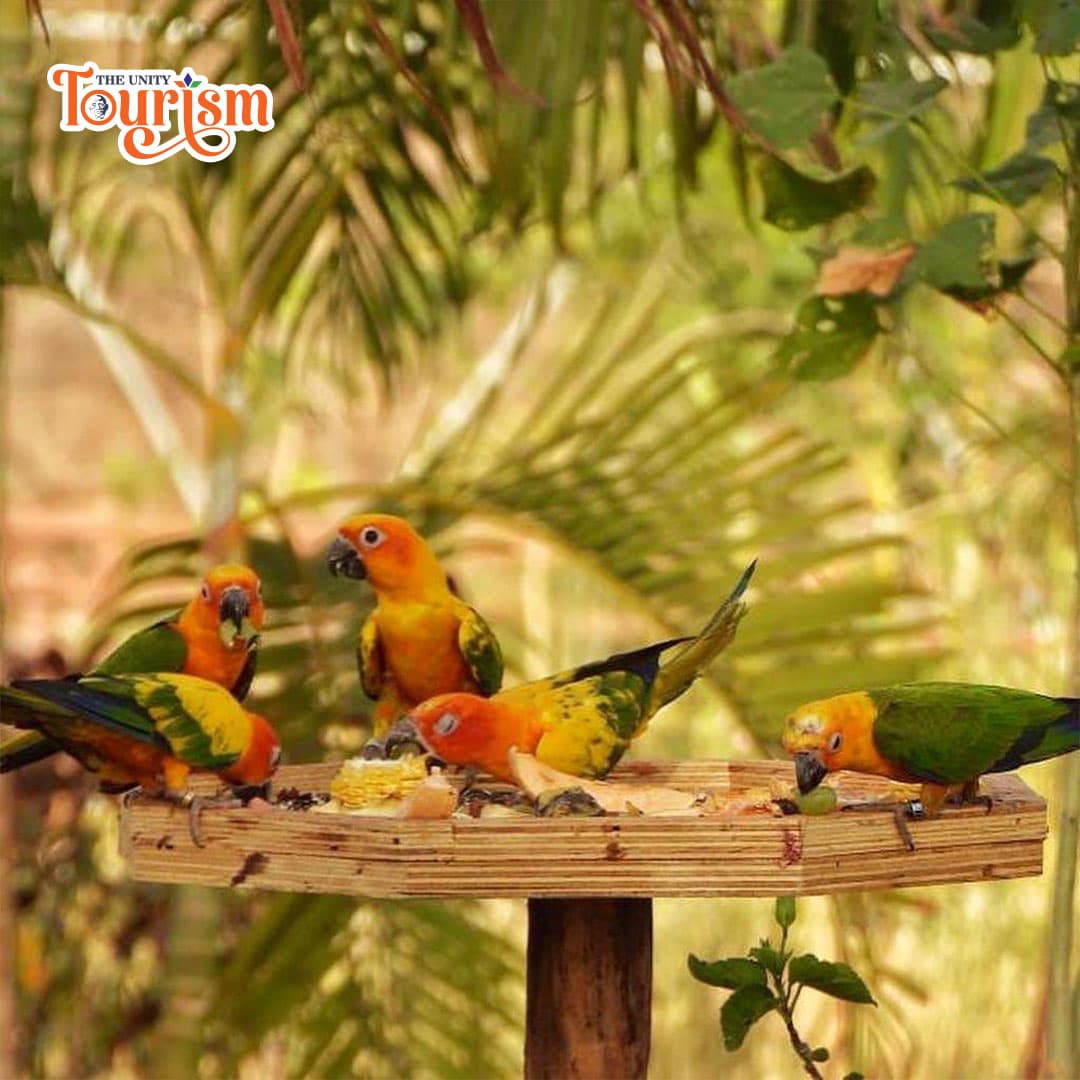 Colorful Sun Conure parrots feeding on a wooden platform at Bird Aviary, Statue of Unity