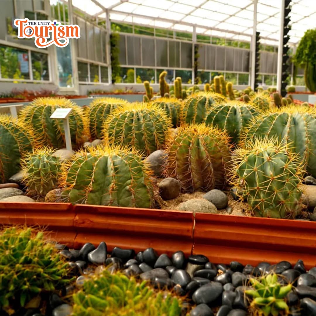 Golden barrel cactus and desert plants displayed inside the Cactus Garden near Statue of Unity