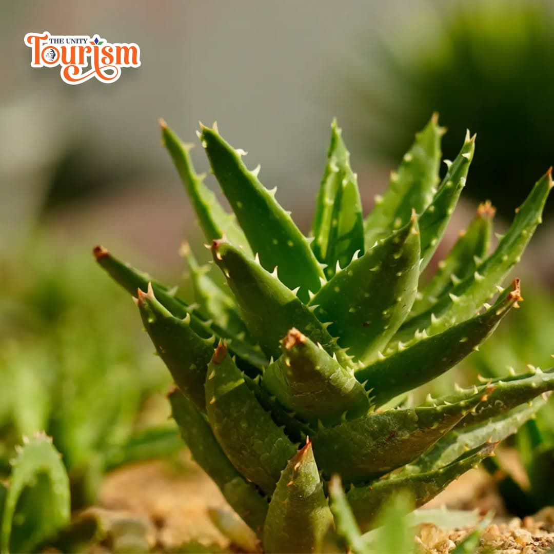 Close-up view of a green succulent cactus plant in the Cactus Garden at Statue of Unity