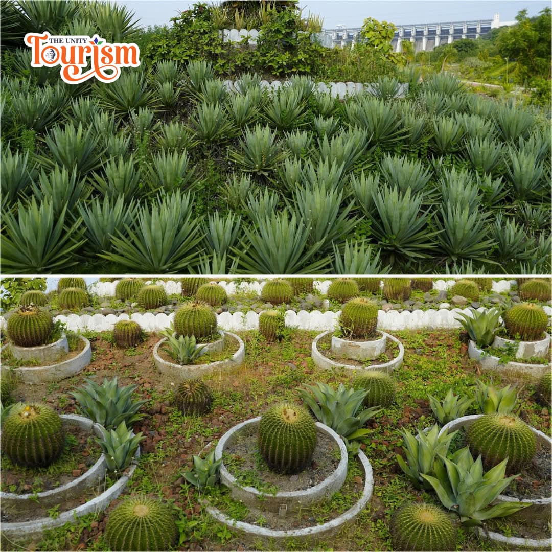 Cactus Garden at Statue of Unity – Beautiful display of succulents and cactus plants