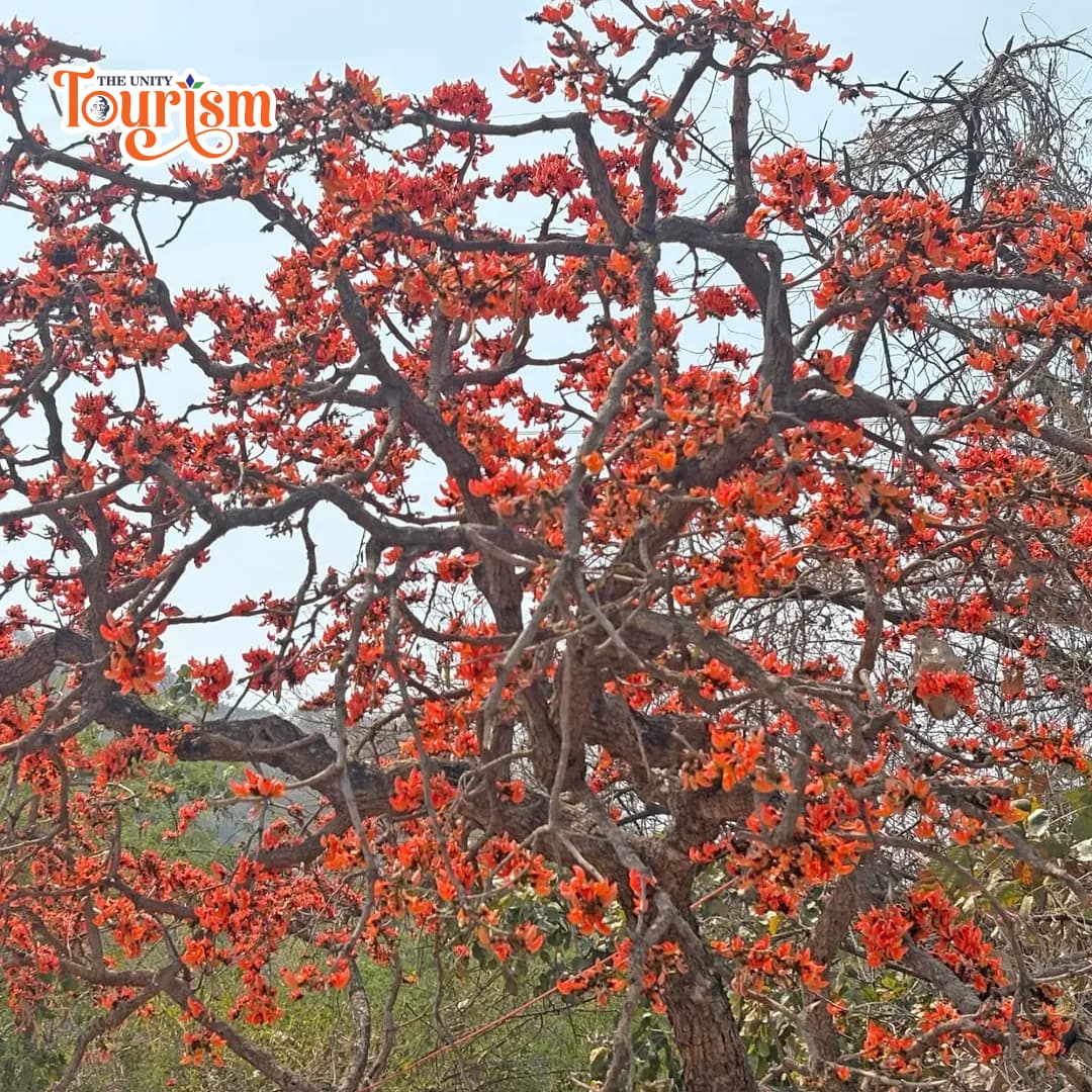 Scenic landscape view of Kesuda flower valley surrounded by lush greenery near Statue of Unity.
