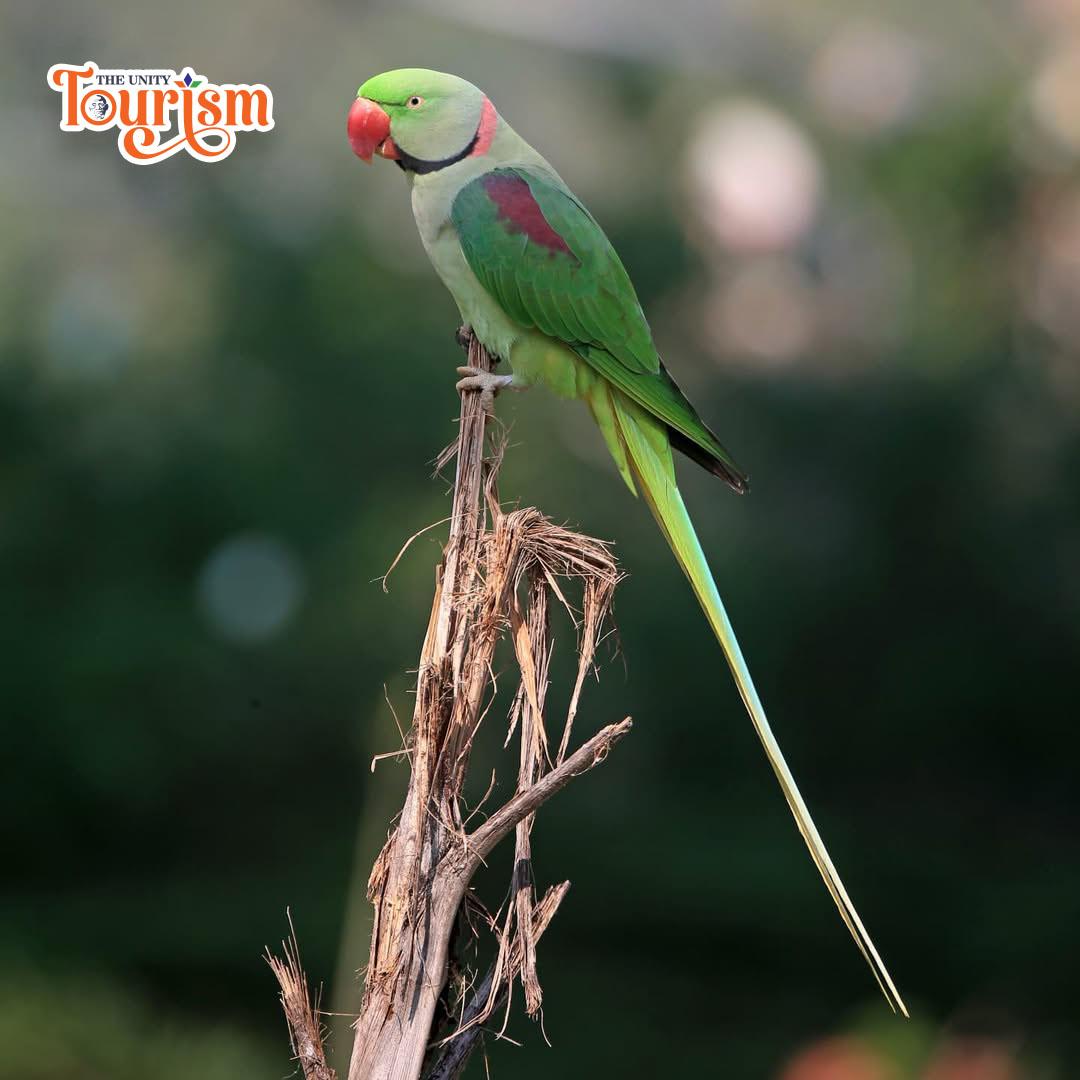 Green Indian Ringneck Parakeet sitting on a dry branch at Jungle Safari, Statue of Unity