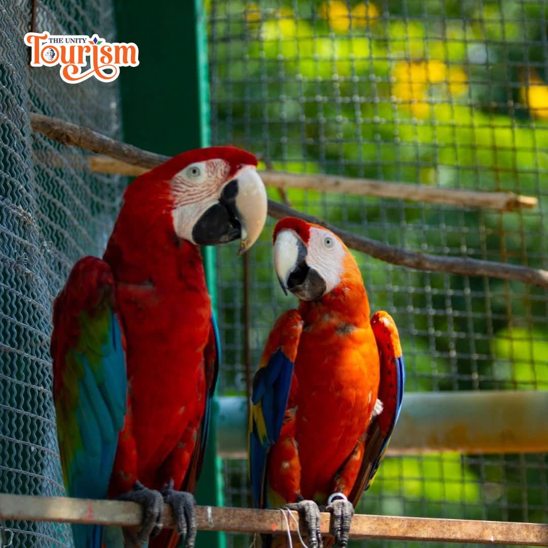 Two vibrant Scarlet Macaws perched at Jungle Safari Aviary, Statue of Unity