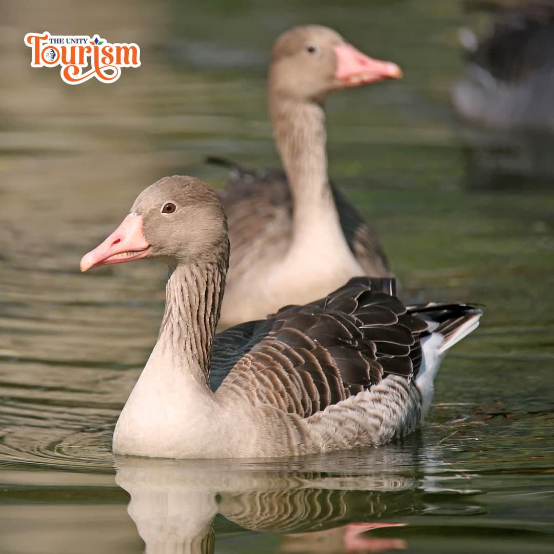 Pair of Greylag Geese swimming in serene waters at Jungle Safari, Statue of Unity