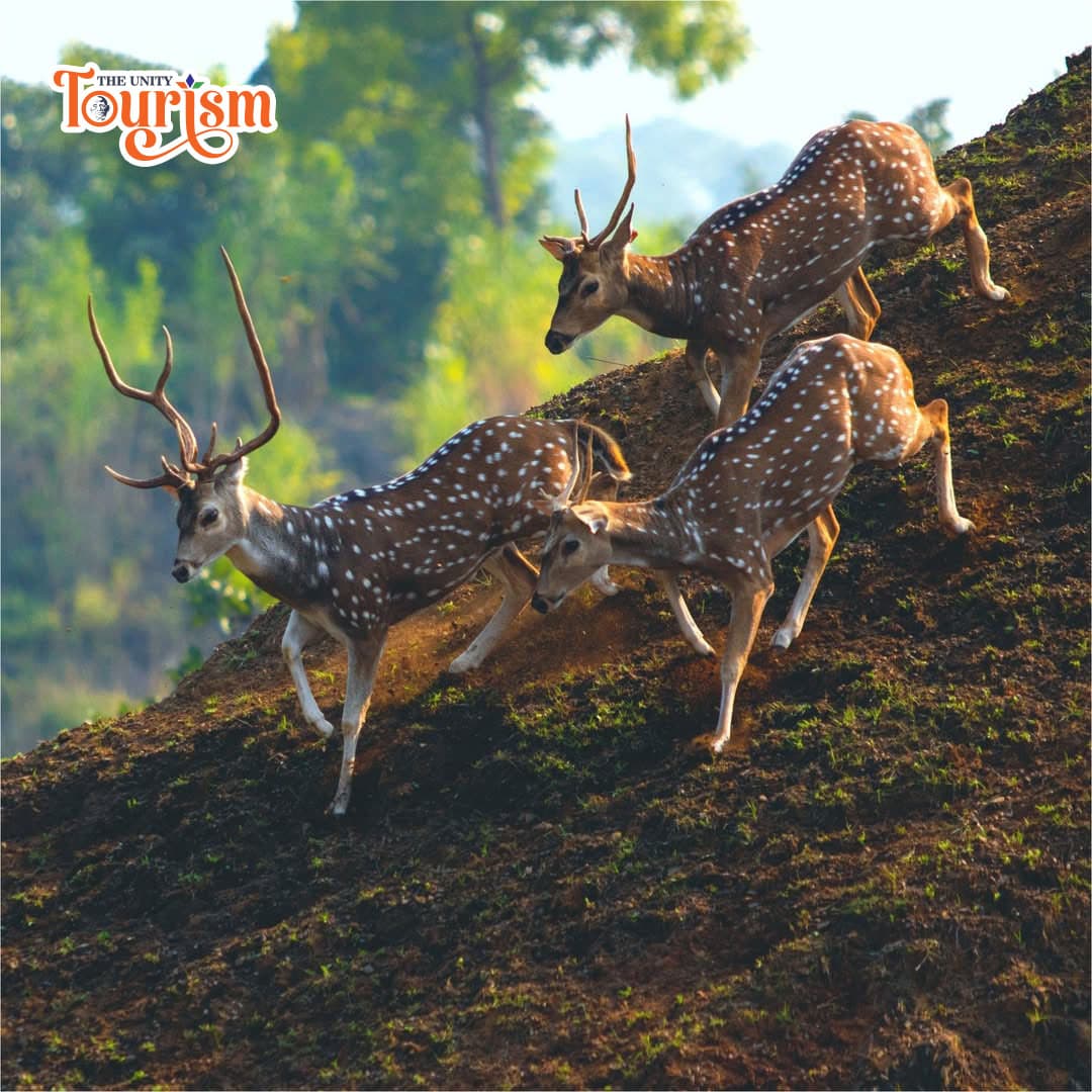 Spotted deer running down a hillside in natural habitat at Statue of Unity Jungle Safari – The Unity Tourism