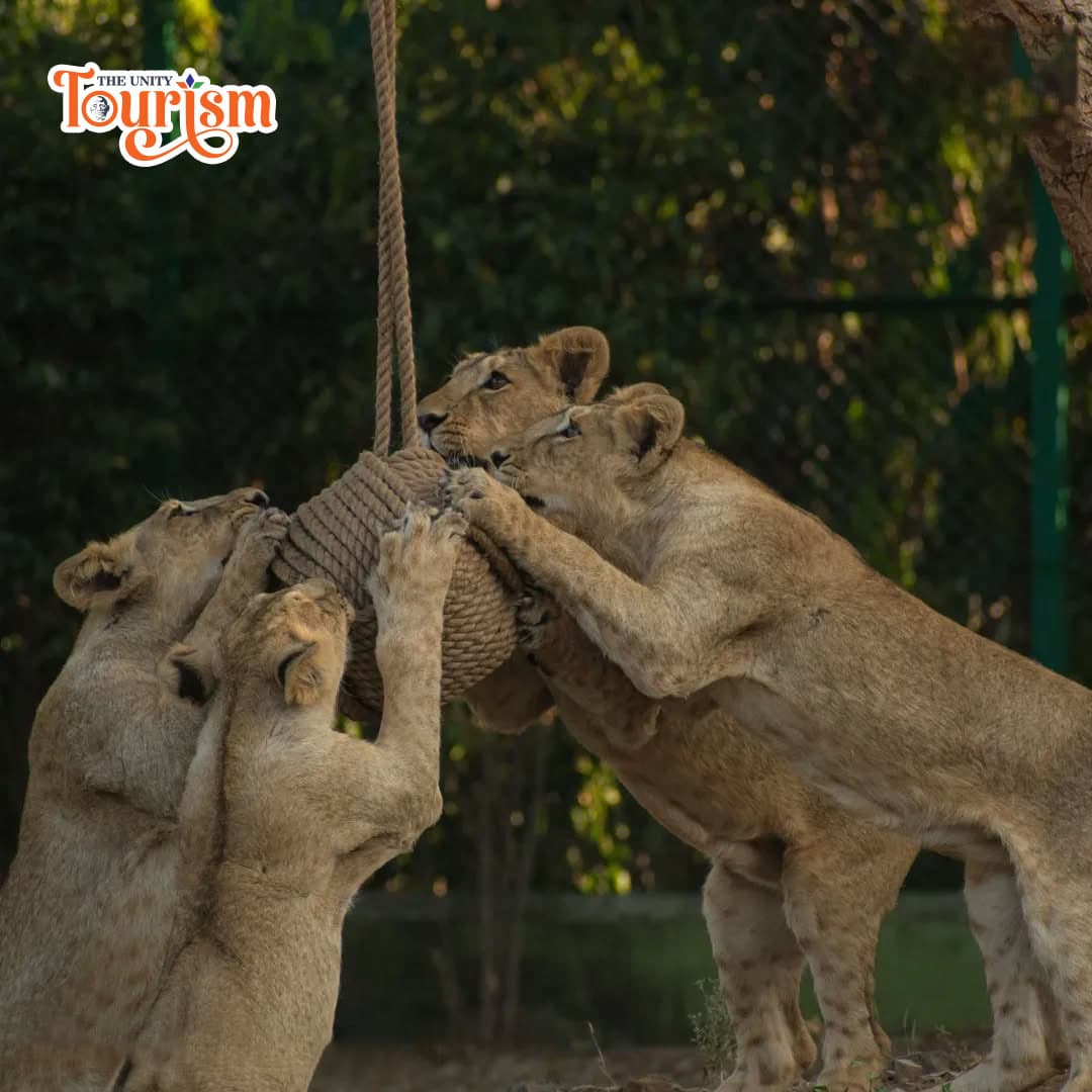 Lions playing with enrichment toy at Statue of Unity Jungle Safari – The Unity Tourism