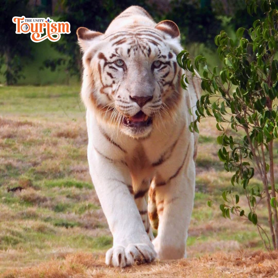Majestic white tiger walking in open enclosure at Statue of Unity Jungle Safari – The Unity Tourism