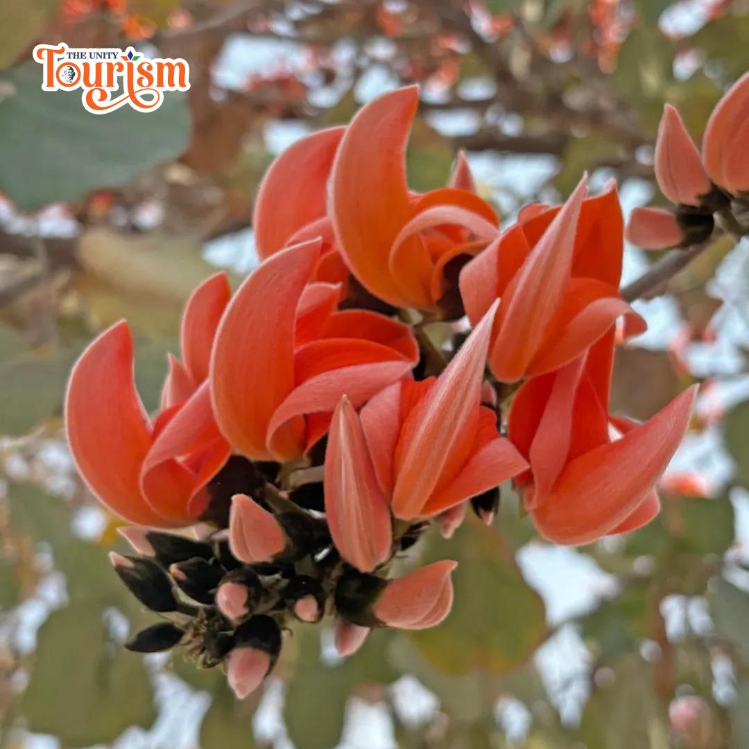 Nature trail with Kesuda flowers in full bloom near Statue of Unity trekking route