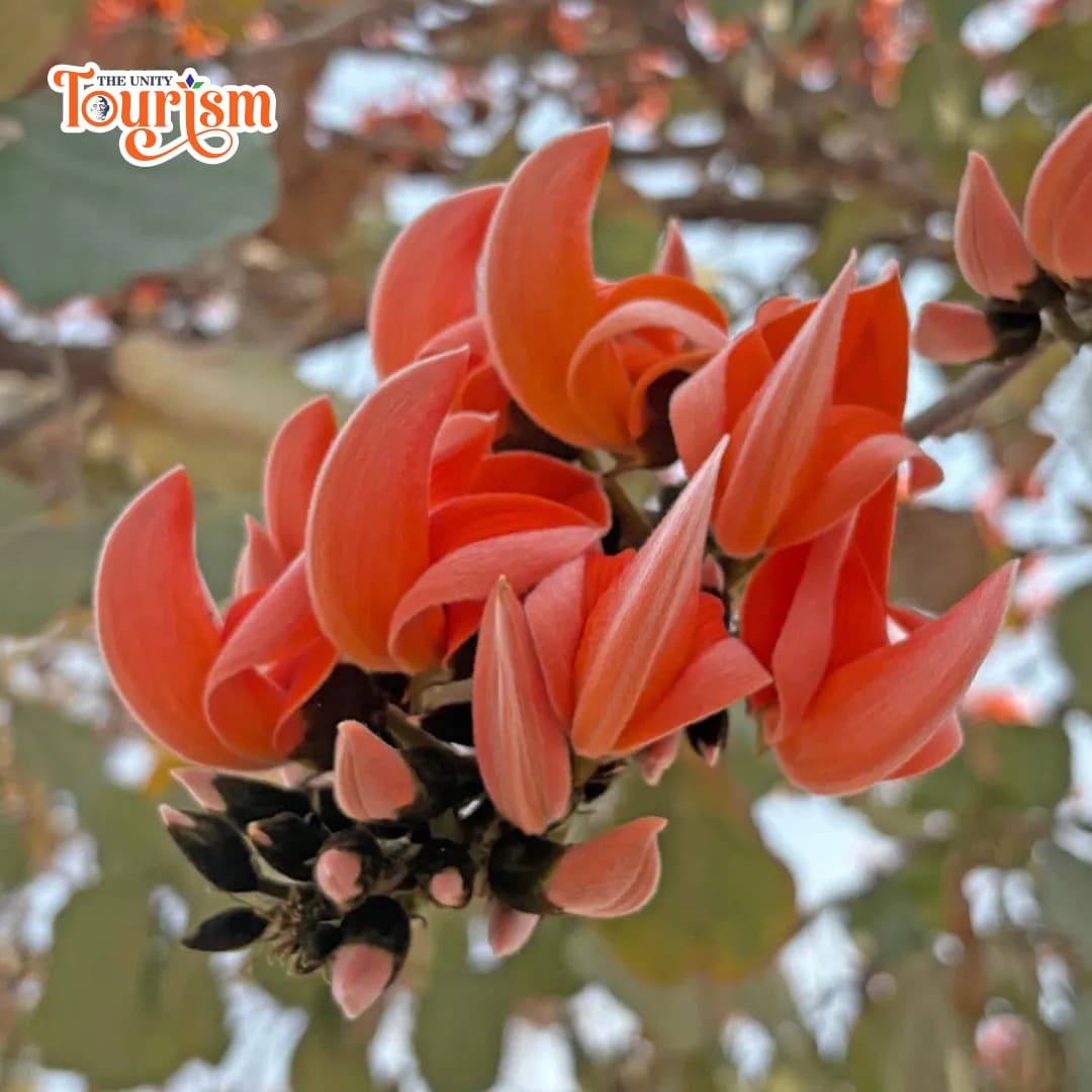 Nature trail with Kesuda flowers in full bloom near Statue of Unity trekking route