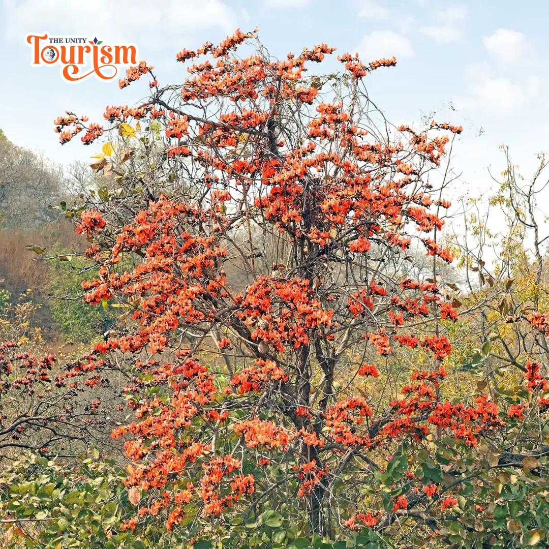 Visitors enjoying cultural programs and local traditions during Kesuda festival near Statue of Unity